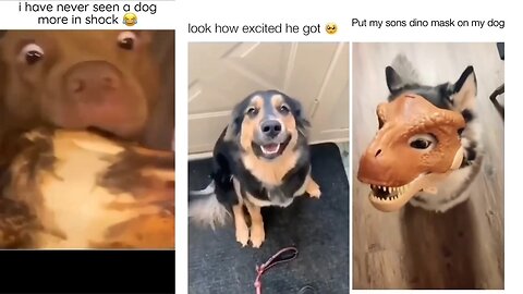 Cute dogs hilarious 😂😆 moments 😂😍 Lovely dogs cute moments 😁😍😘 Lovely puppies 😻💕🐕🐶🐾
