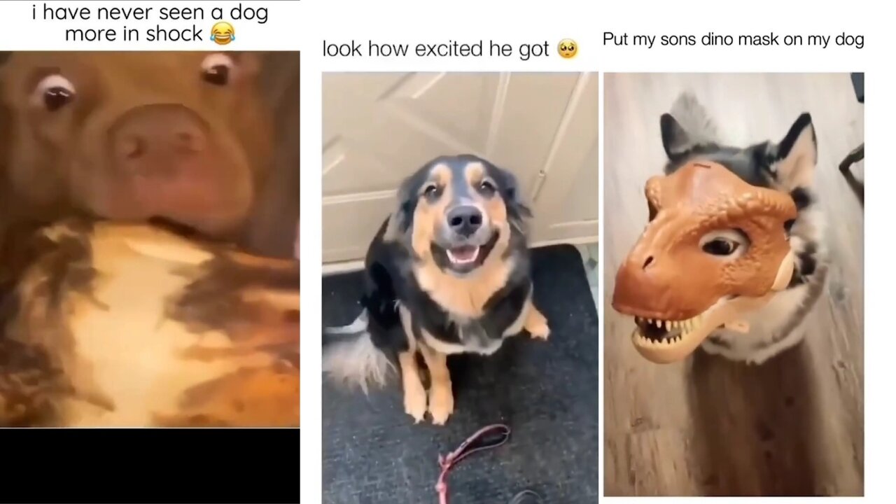 Cute dogs hilarious ππ moments ππ Lovely dogs cute moments πππ Lovely puppies π»πππΆπΎ