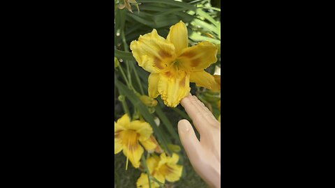 SPH in Pretty Flowers Pulling Weeds. #funny #funnyvideos #tinyhands #flowers #weeds