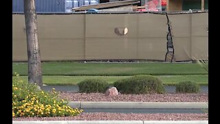 SNWA offering incentives to replace decorative grass