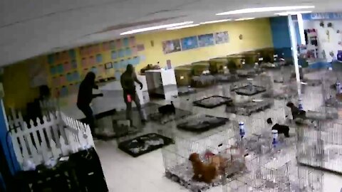 3 Bulldog puppies stolen from Hillsborough County pet store