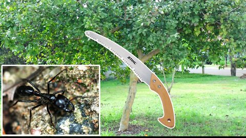 I went to help the neighbor I was attacked by ants.