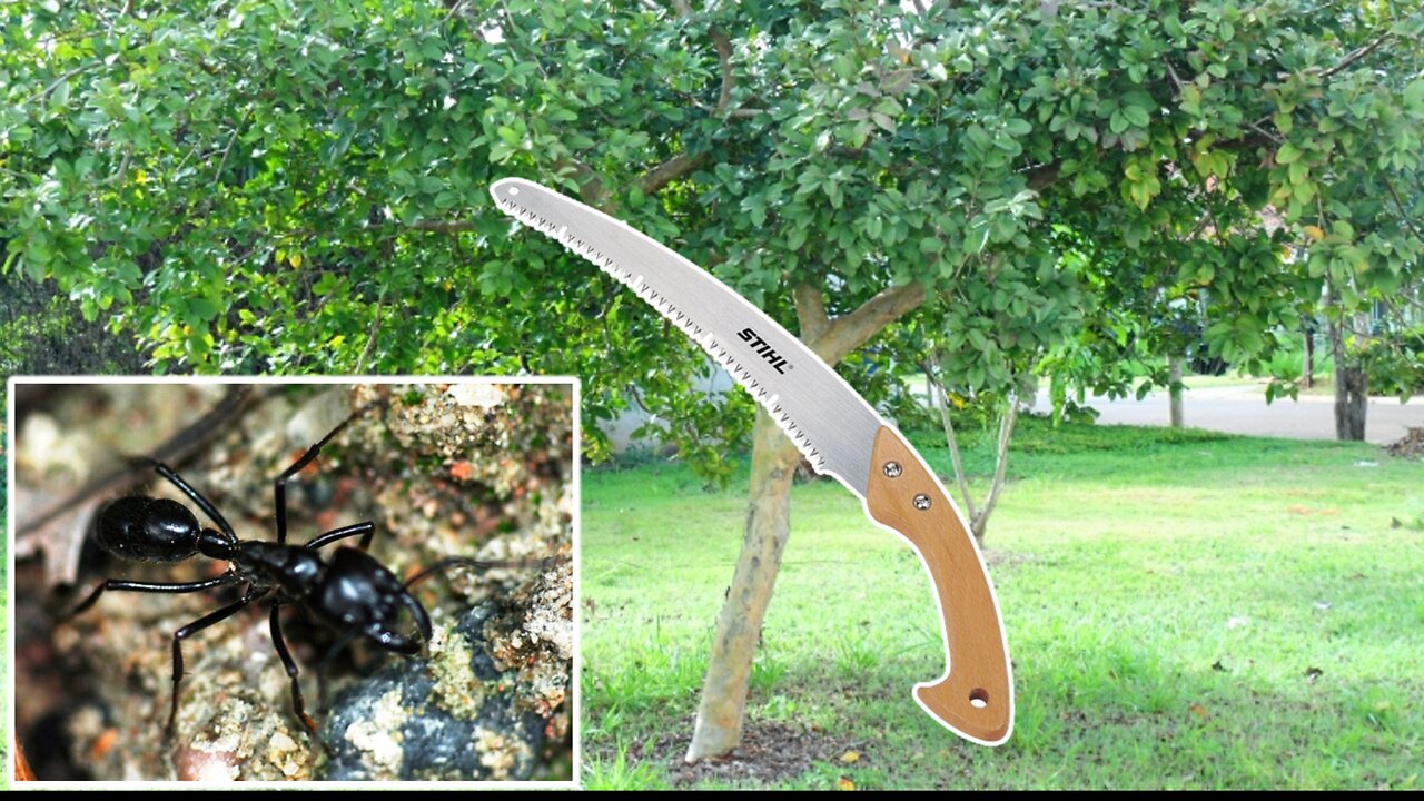 I went to help the neighbor I was attacked by ants.