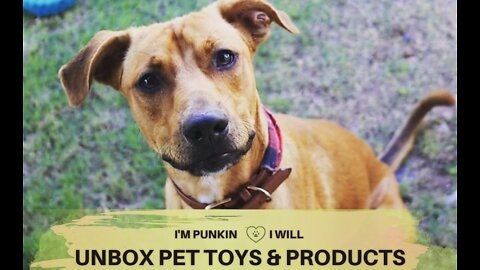 PET PRODUCT REVIEW: BATHING MY PUPPY DOG, PUNKIN, WITH FLEA & TICK DOG SHAMPOO