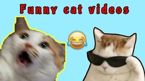 FUNNY CAT DOING FUNNY THINGS