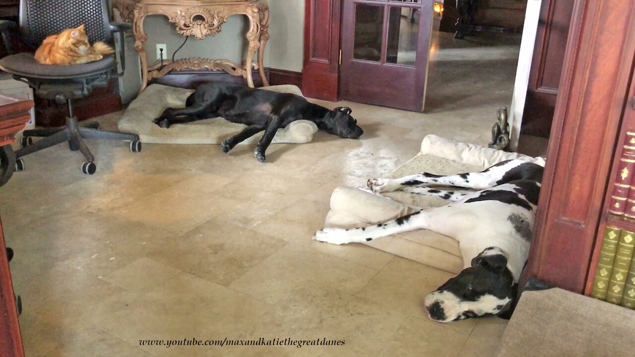 Cat And Sleepy Great Danes Enjoy Nap Time Together