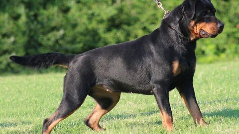 How to Teach Your Dog to Sit | Dog Training