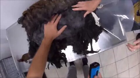 Grooming an extremely matted cat