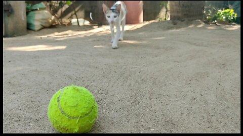 Crazy cat playing with ball
