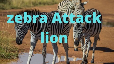 lion vs zebra Lion Attack | lion hunting prey |