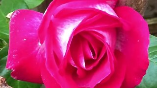love great love rose love rose