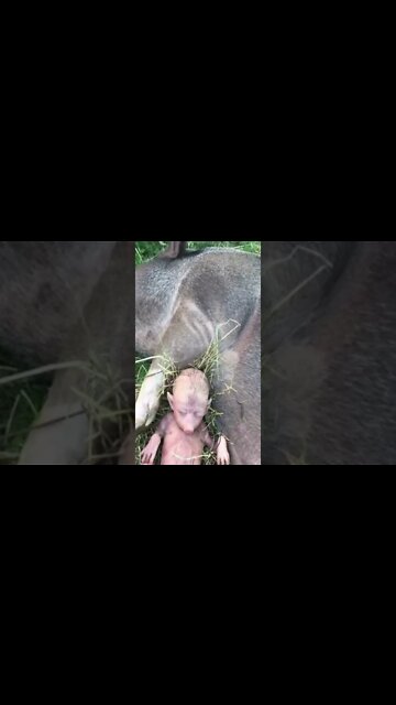 HUMAN PIG DEMON BABY !!!