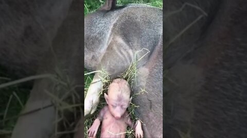 HUMAN PIG DEMON BABY !!!