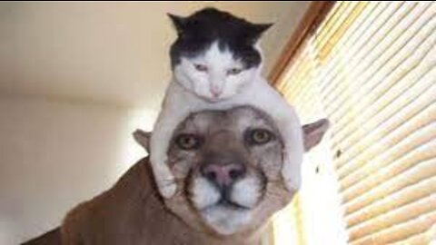 Cute Cats And Funny Dogs Videos Compilation #1