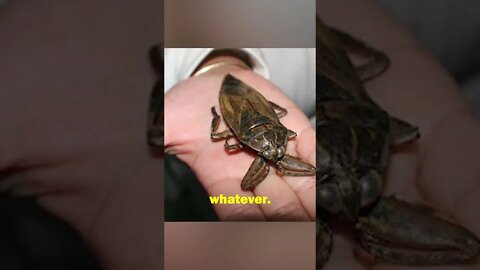 Government will make us EAT Bugs #Shorts