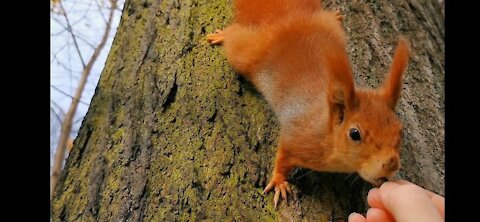 Feeding a cute ginger squirrel!