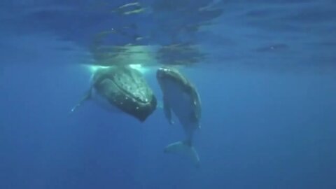 Sounds of Humpback whales and calf-6