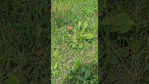 Wildlife around the Farm 🚜 series, Pearl Crescent Butterfly
