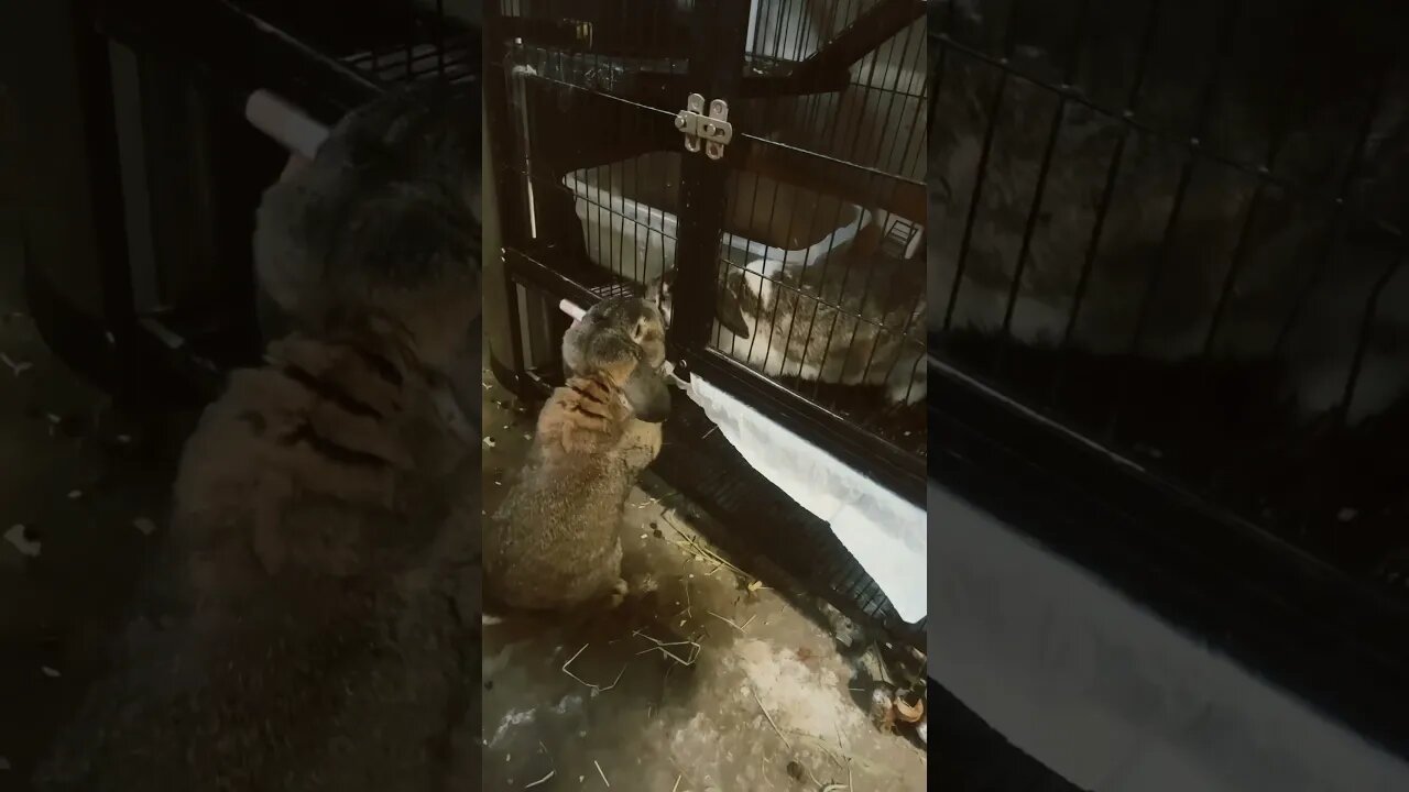 Bunny Time