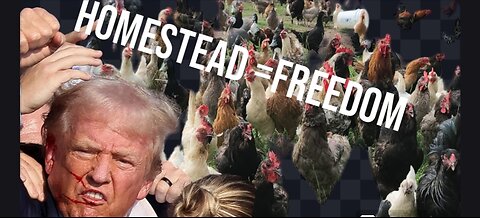 Stop Buying Over Priced Poison #homestead #love #chicken