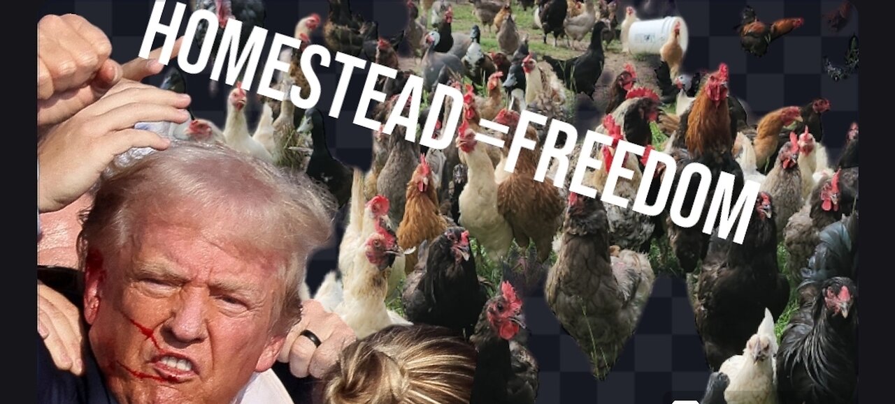 Stop Buying Over Priced Poison #homestead #love #chicken