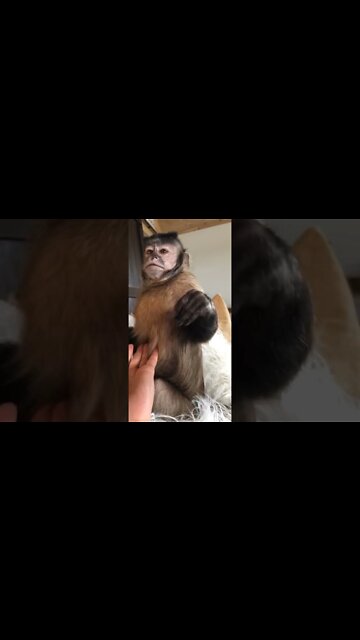 I’m trying to get my rub in and listen to my sister dog hunnie snoring away like no one else is in