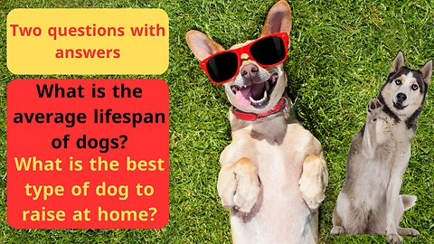 What is the best type of dog to raise at home ?