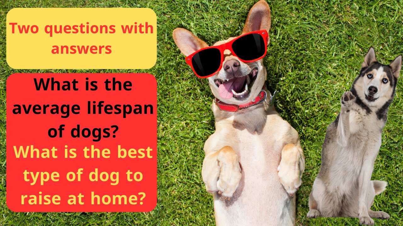 What is the best type of dog to raise at home ?