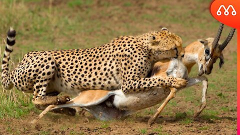 Gazelle jukes a lioness into another dimension funny