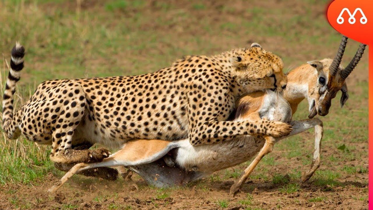 Gazelle jukes a lioness into another dimension funny