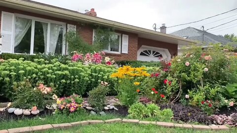 Oriental Lilies + Frontyard Garden Garden Journal August 8