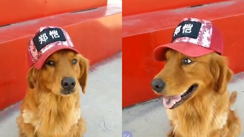 Lucky Dog is praised and envious.