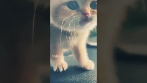 kitten sound is so cute #animals_world_2.0