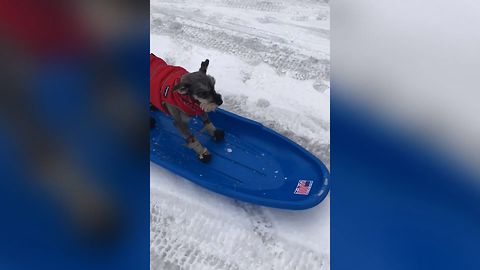 Sporty Sledding Dog