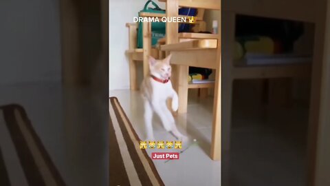 Drama Queen 👑 #cute #funnyanimals #tiktok #funnyvideos #cat