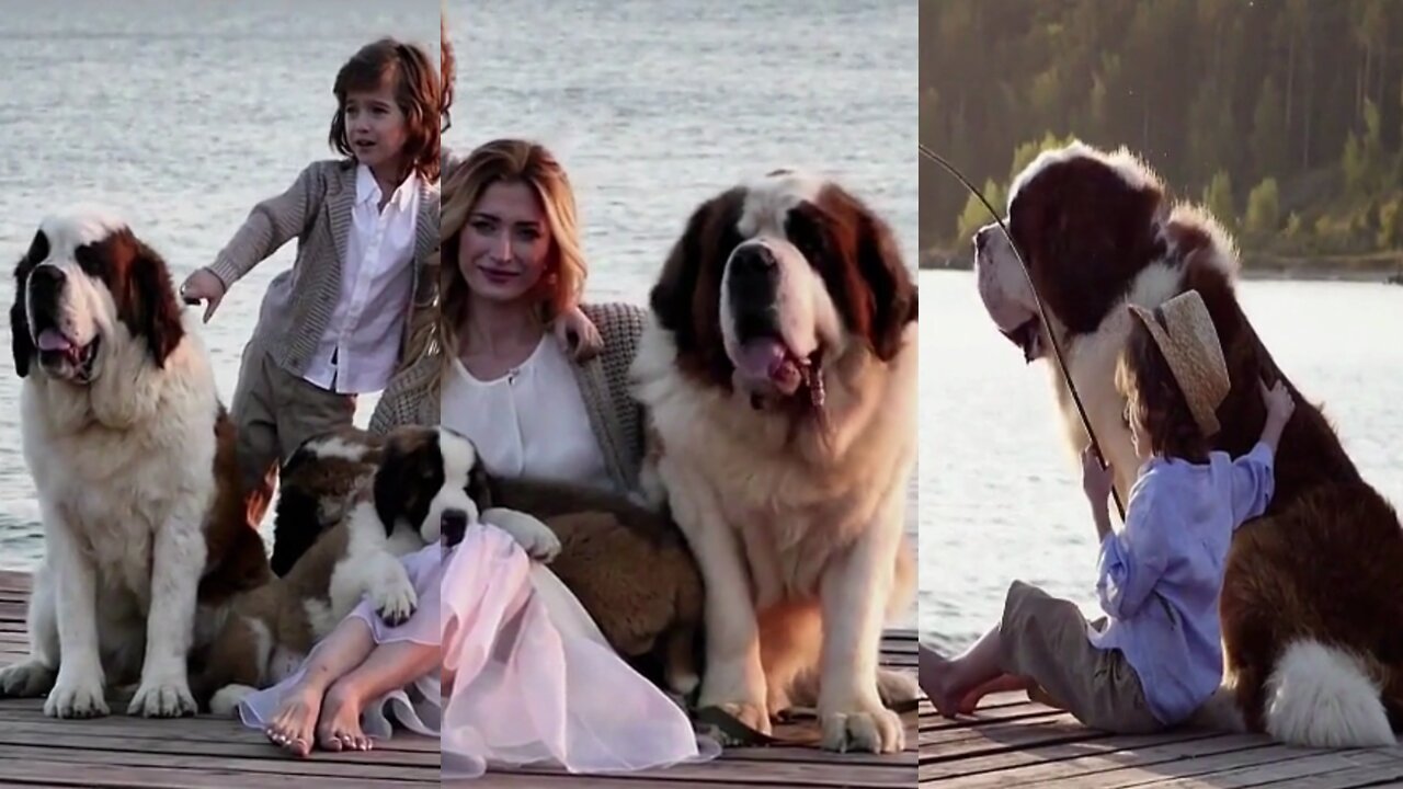 The Saint Bernard Dog Top Dog Facts About the SAINT BERNARD