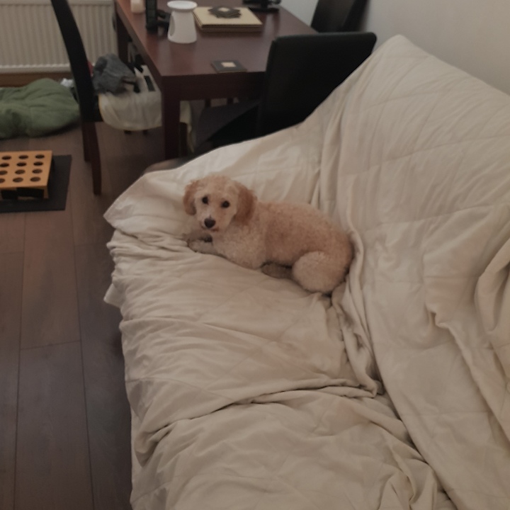 Little Alfie