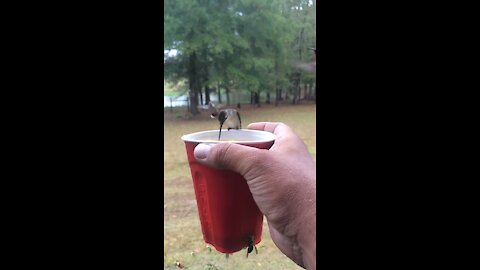 Hummingbird
