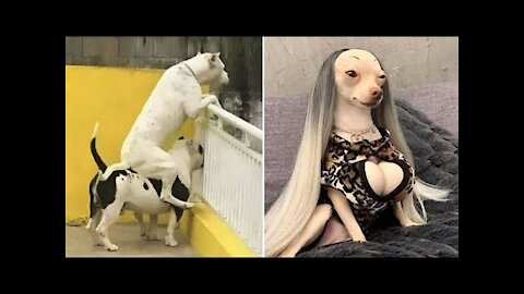 Funny Dogs That Will Make Your Day