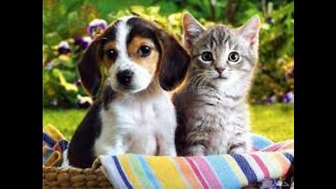 friendly between cat and dog