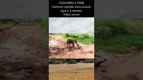 Cachorro machão é abatido por tigre