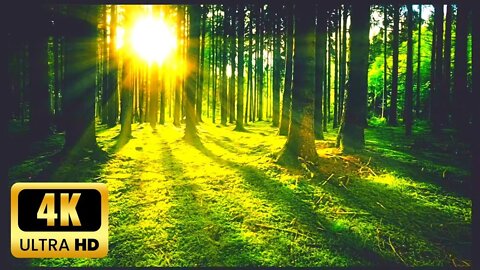 Relaxing Music: Piano Music, Bird Sounds & Soothing Sounds of Nature