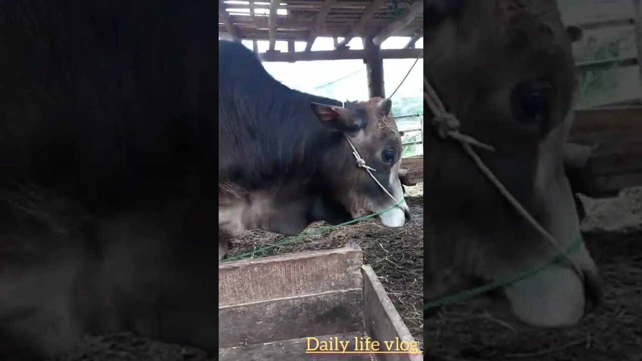 The bull is fully bred