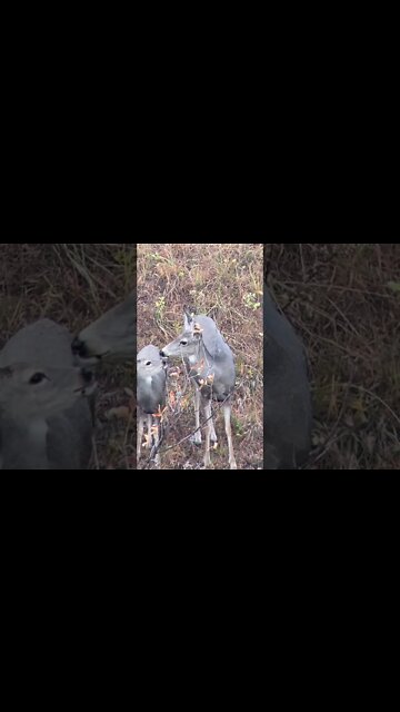 Muley morning in ND.