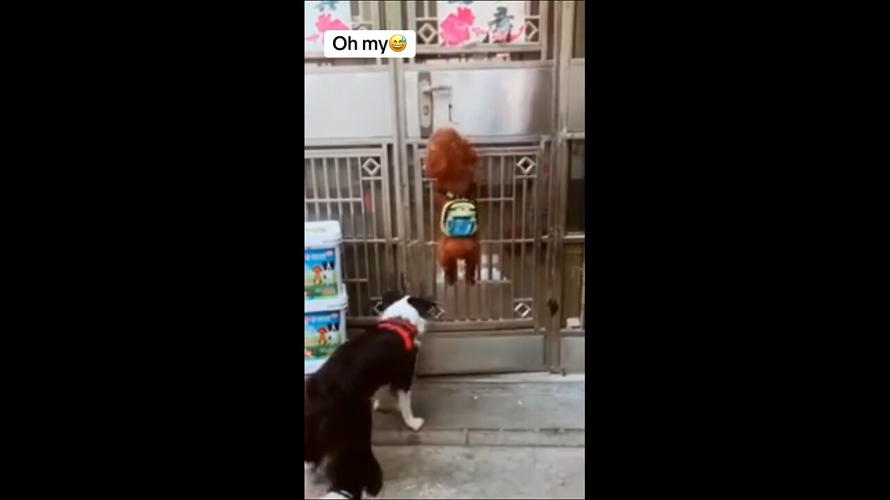 "Doggie Shenanigans: Hilarious Moments of Canine Comedy"