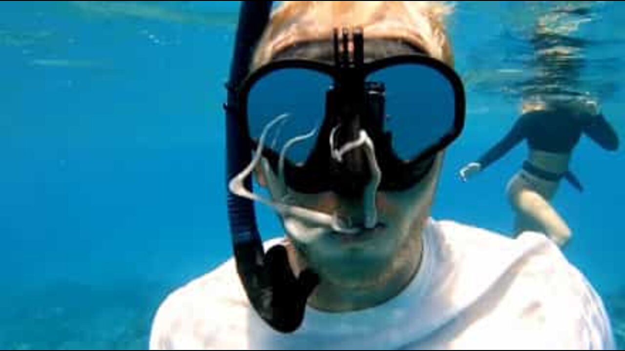 Octopus performs "dental check-up" in diver's mouth