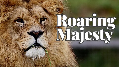 Roaring Majesty