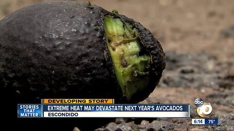 Record heat may devastate avocado crop