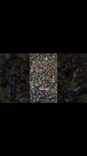 Breakfast of Champions