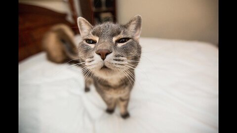 ULTIMATE FUNNY CAT COMPILATION